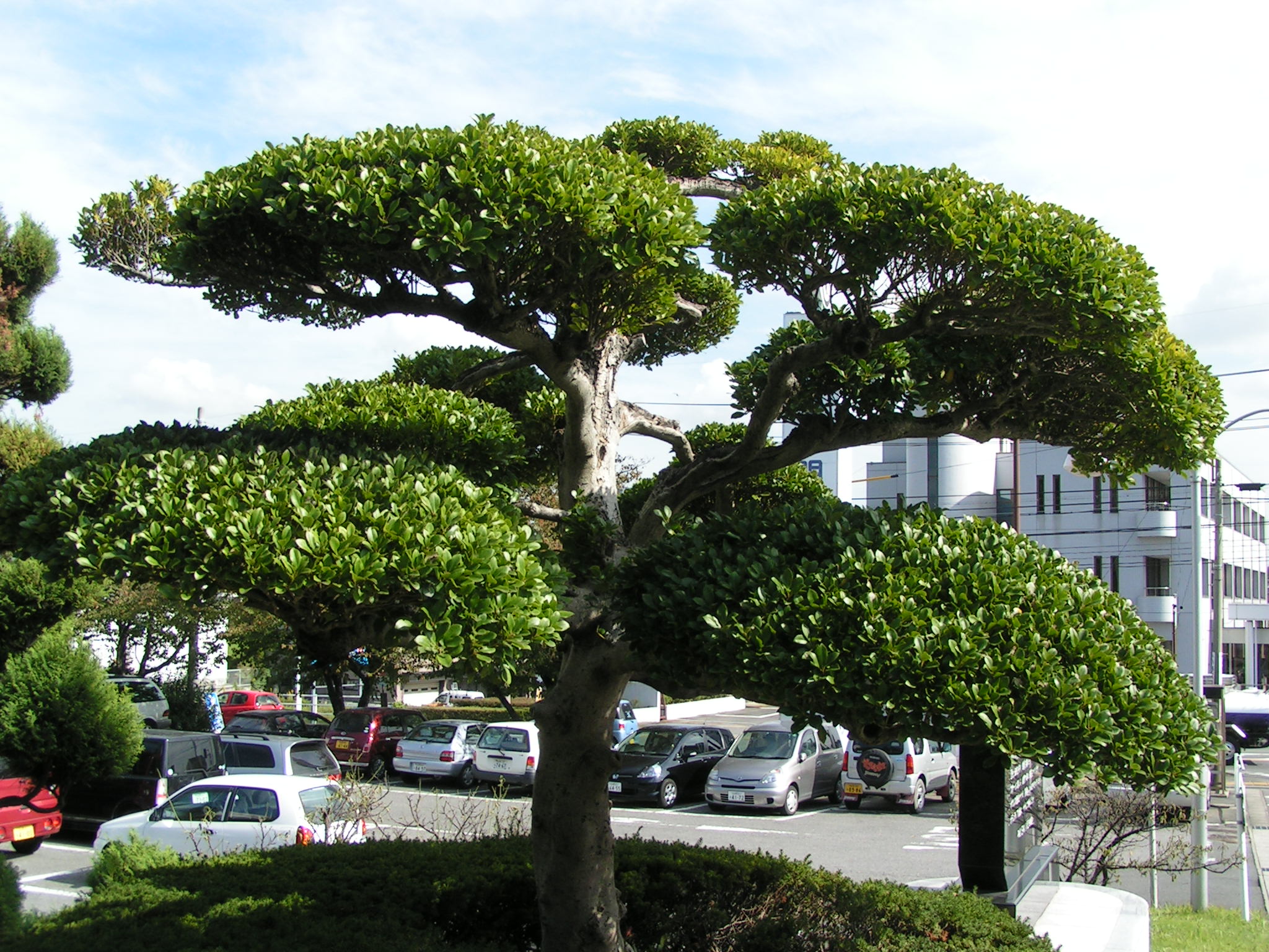 阿久比町の木「もちのき」