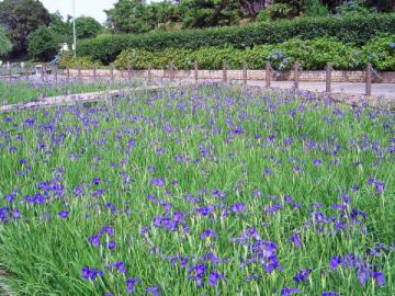 花かつみ園