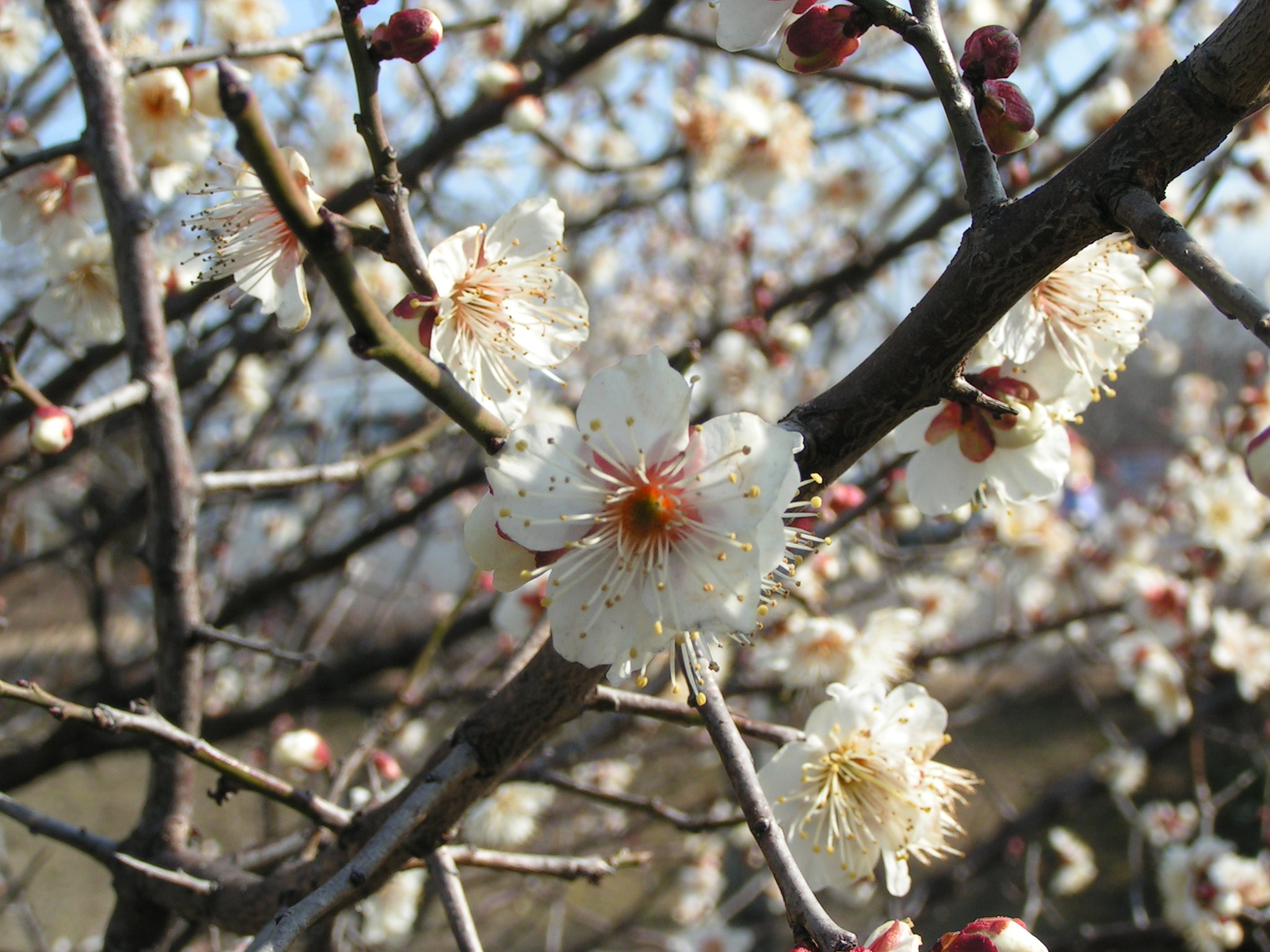 阿久比町の花「うめの花」