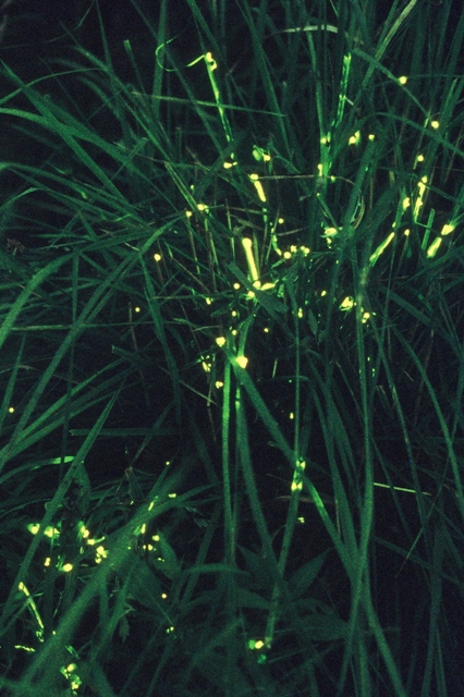 草の中で光るヘイケボタル