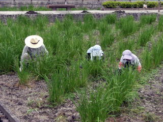 除草作業