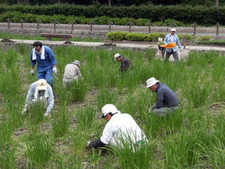 花かつみ園作業風景