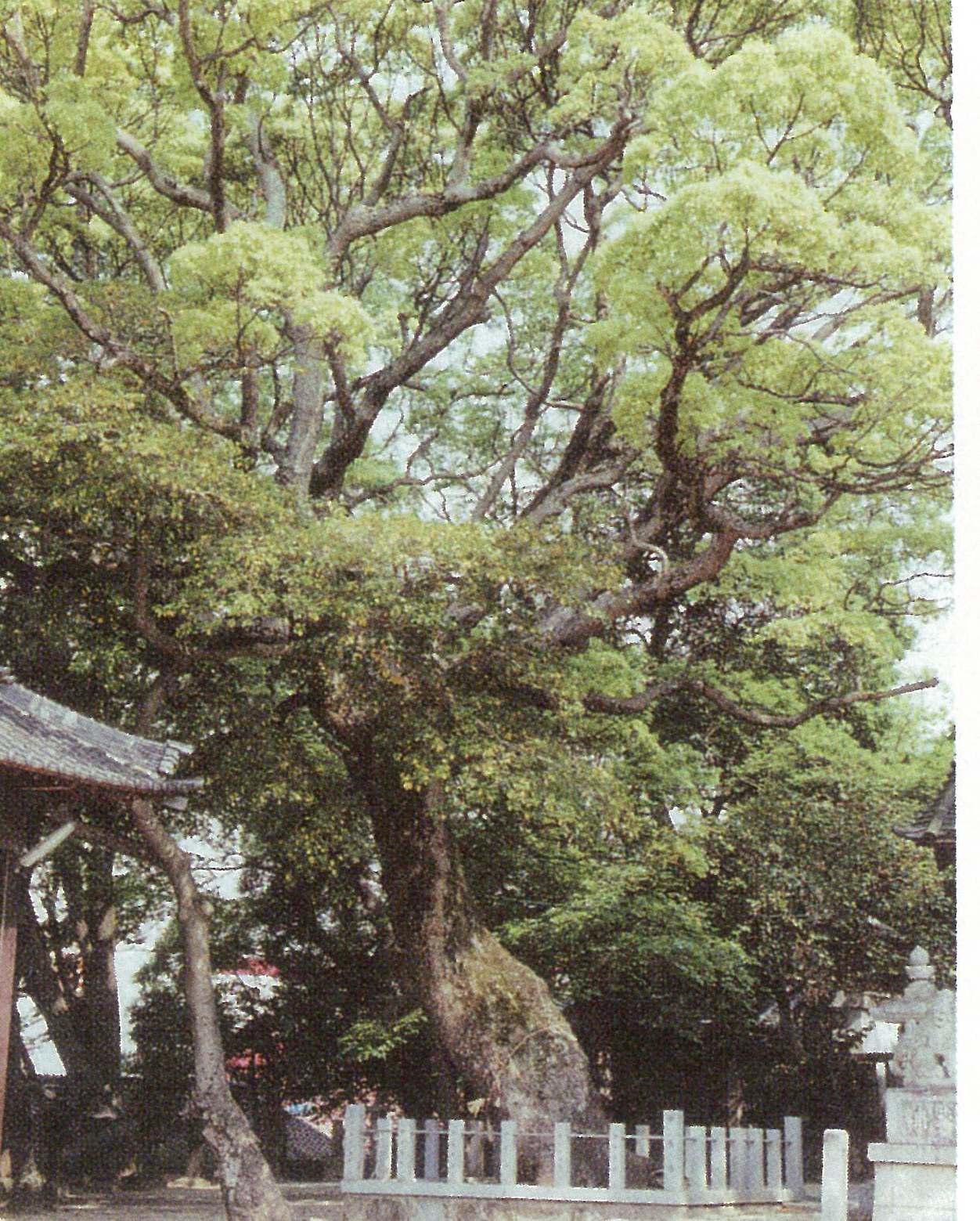 宮津熱田社の楠の写真