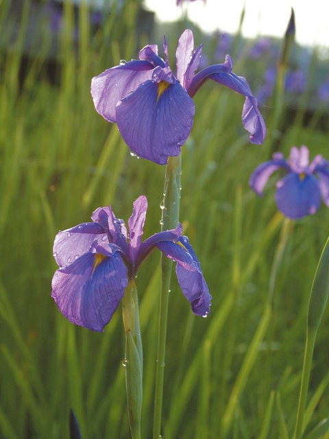 花かつみ