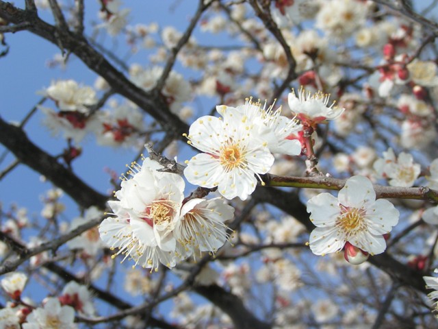 うめの花