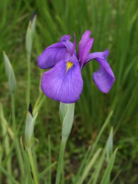 草木地区の花かつみ園に咲く「花かつみ」