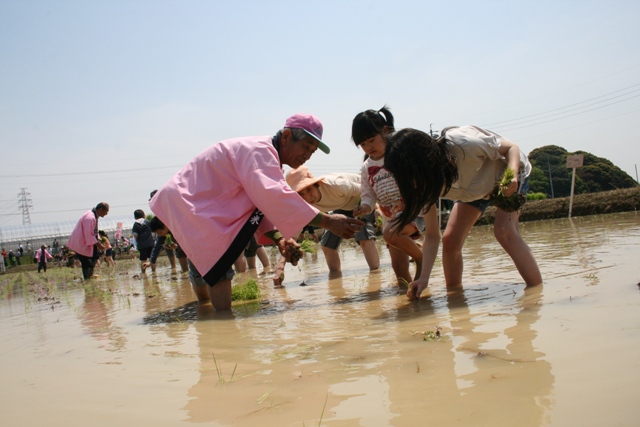 田植え体験