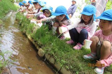 子ども達がホタルの幼虫を水辺に放流しているところ