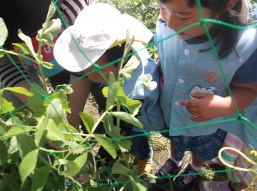 スナップエンドウを収穫する子ども