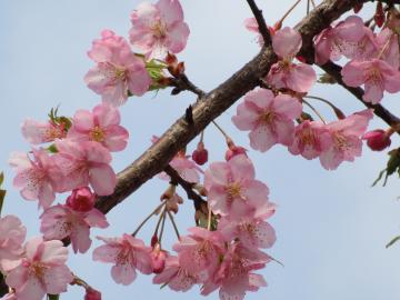 桜の写真