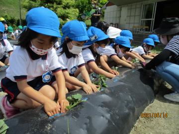 サツマイモの苗差しをする子ども達。