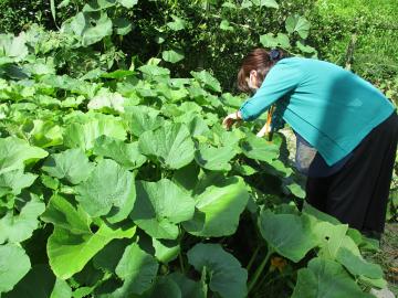 かぼちゃ発見