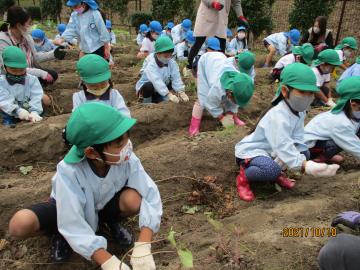 芋ほりをする子どもたち。