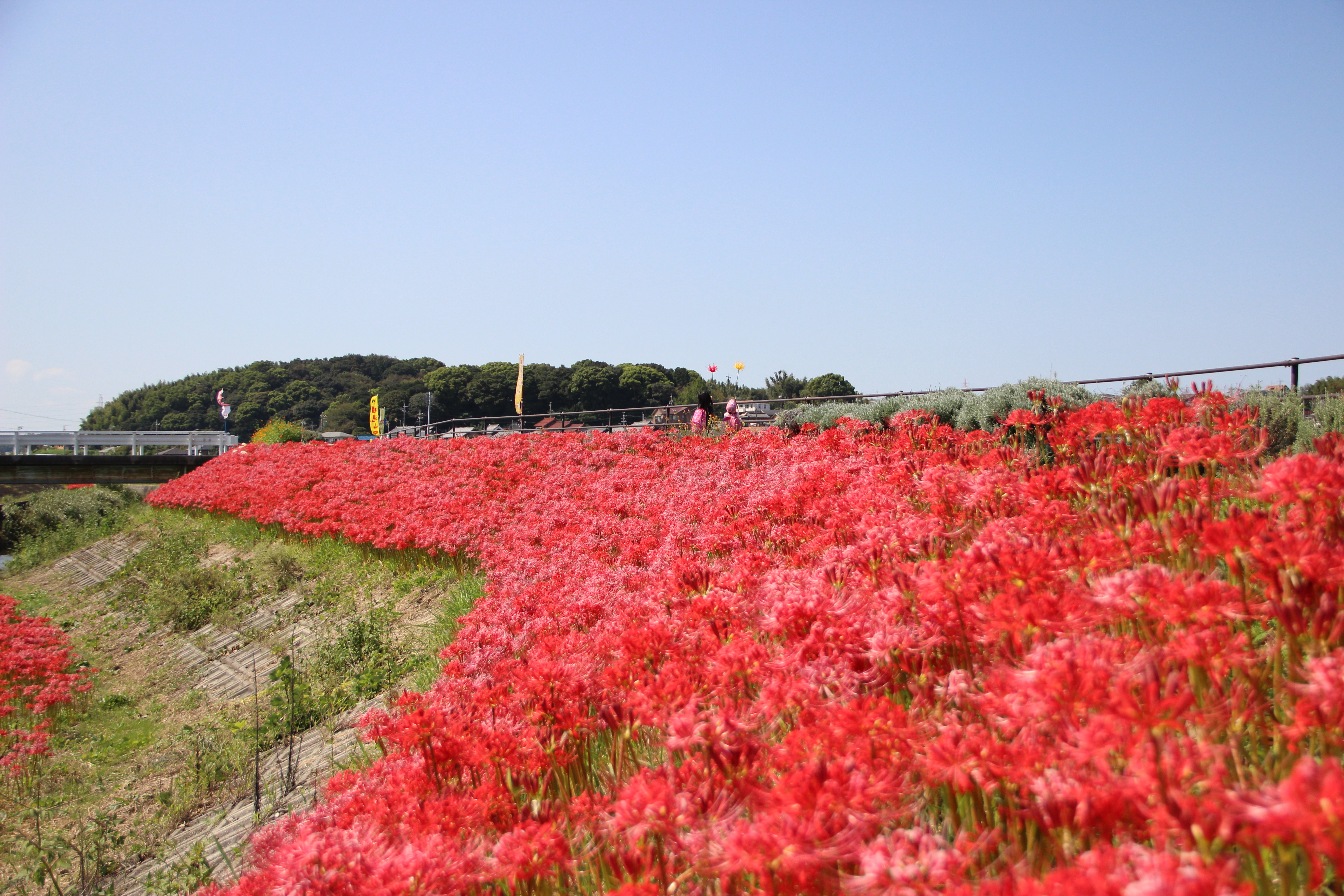 一面に咲くヒガンバナと奥に権現山が見える写真